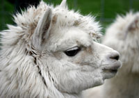 peruvian alpaca