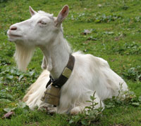 swiss alpine goat