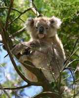 australian koala bear