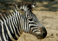 african zebra