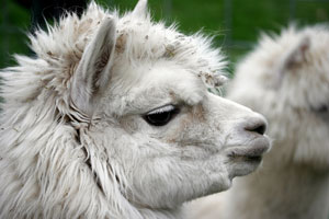 peruvian alpaca