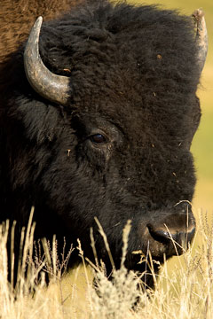 american bison