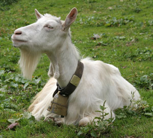 swiss alpine goat