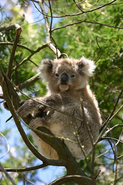 australian koala bear