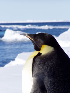 antarctic penguin