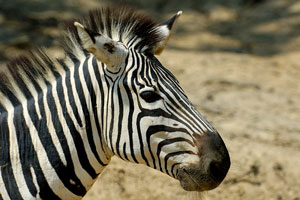 african zebra